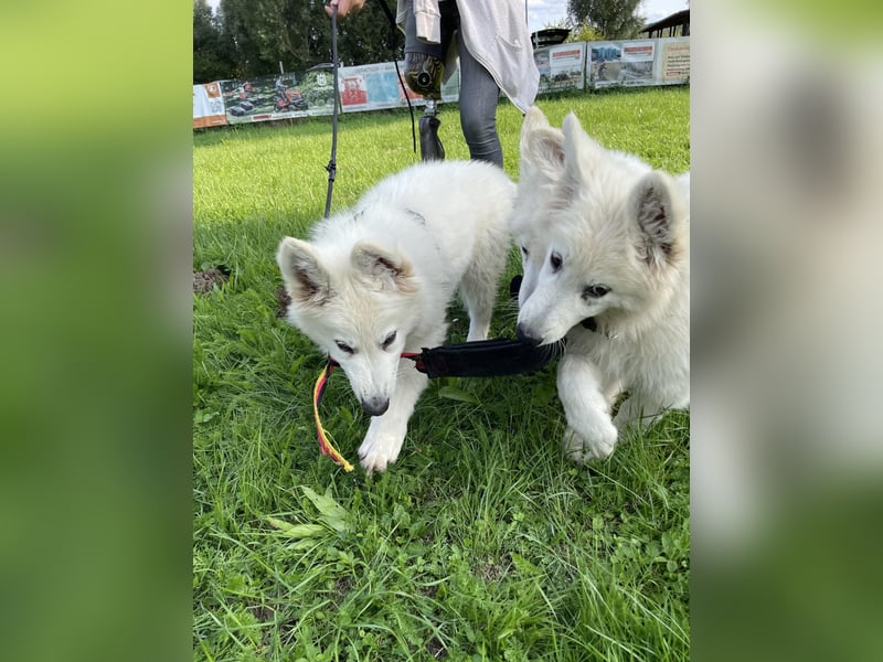 Weiße Schäferhundwelpen - Herzensbrecher für Familie, Sport und Show