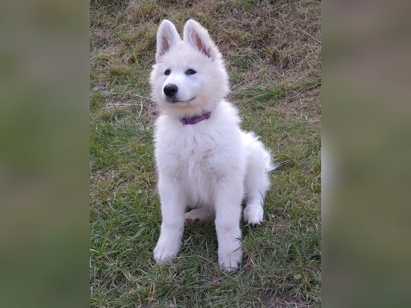 Weiße Schäferhundwelpen - Herzensbrecher für Familie, Sport und Show