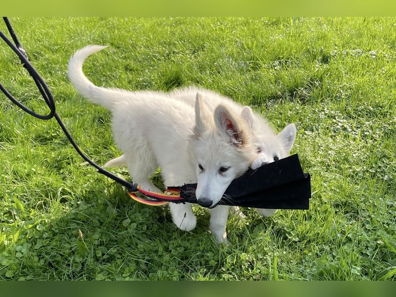 Weiße Schäferhundwelpen - Herzensbrecher für Familie, Sport und Show