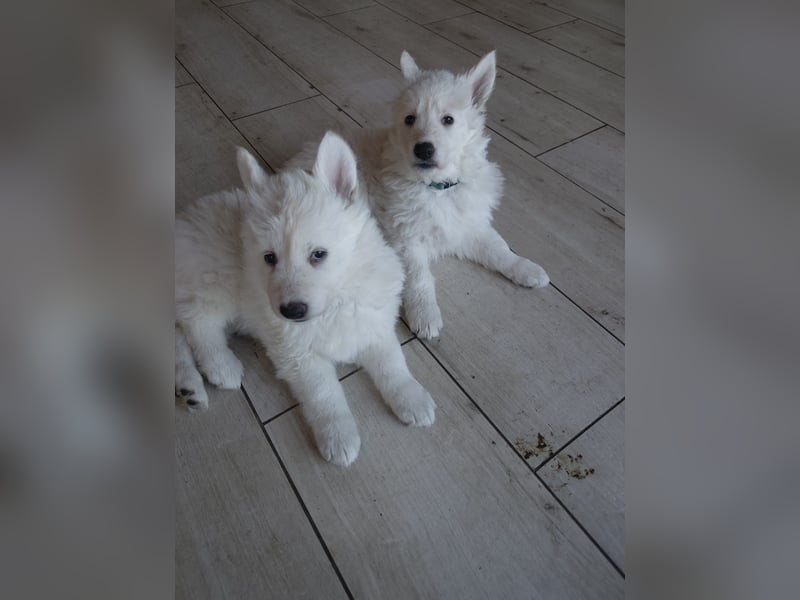 Welpen Weiße Schweizer Schäferhunde