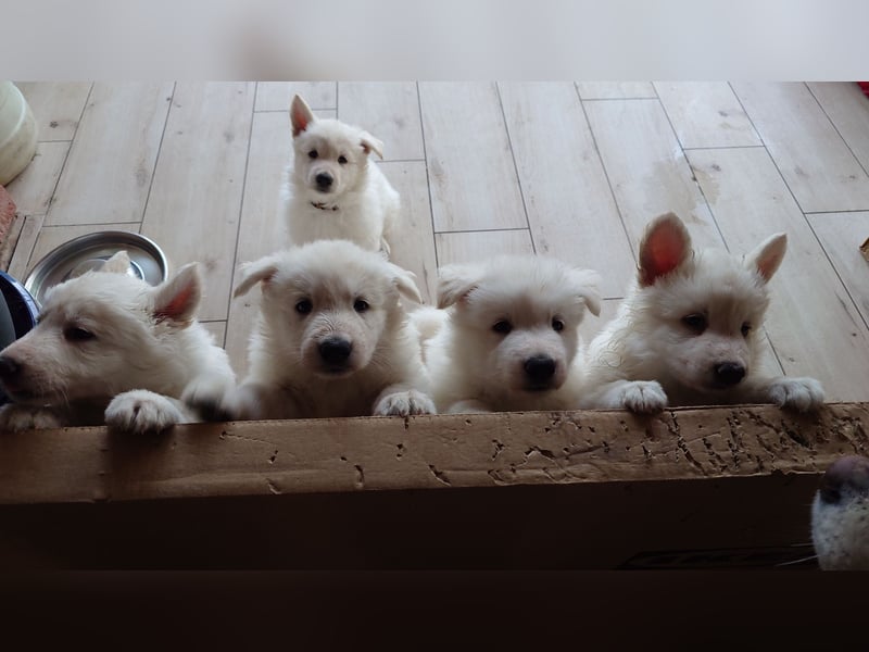 Welpen Weiße Schweizer Schäferhunde