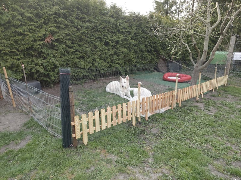 Welpen Weiße Schweizer Schäferhunde