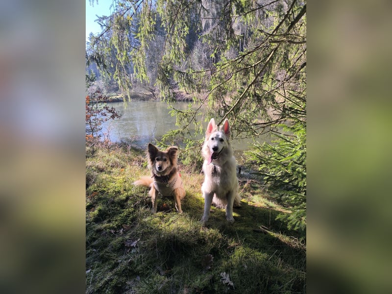 Schweizer Schäferhund Rüde