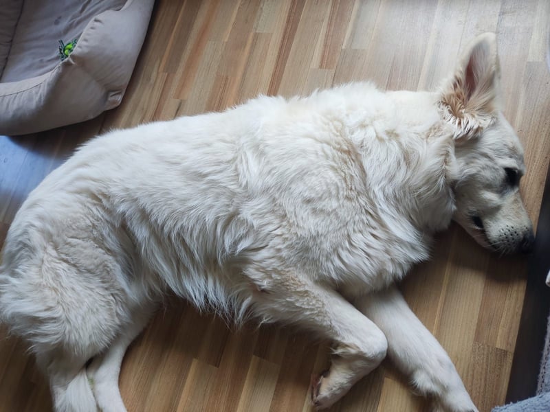 Schweizer Schäferhund Rüde