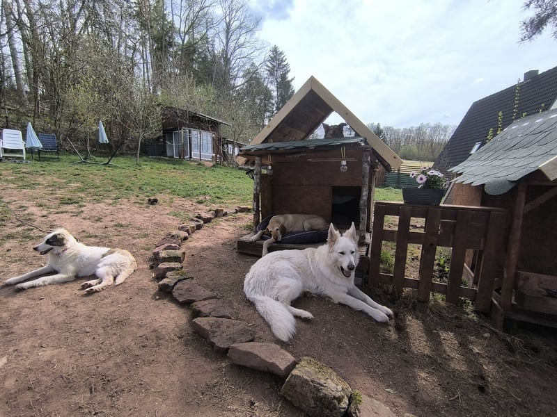 Schweizer Schäferhund Rüde
