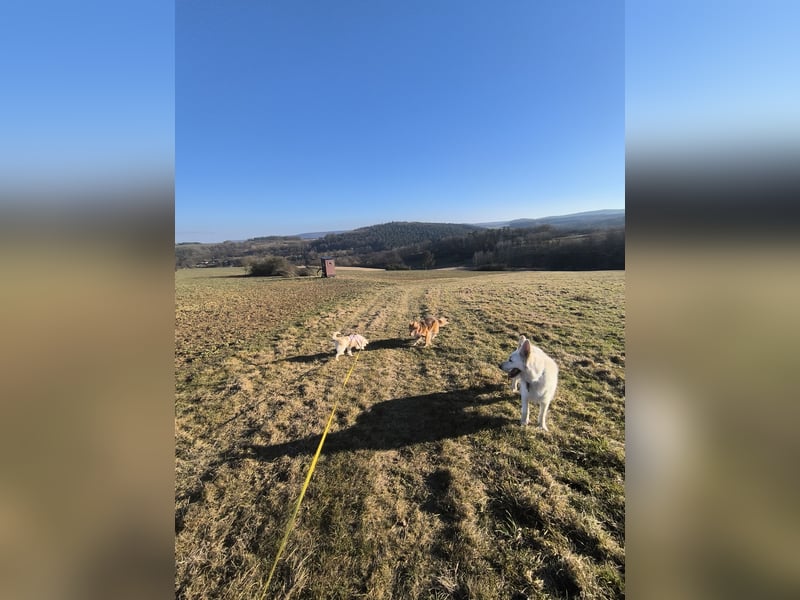 Schweizer Schäferhund Rüde