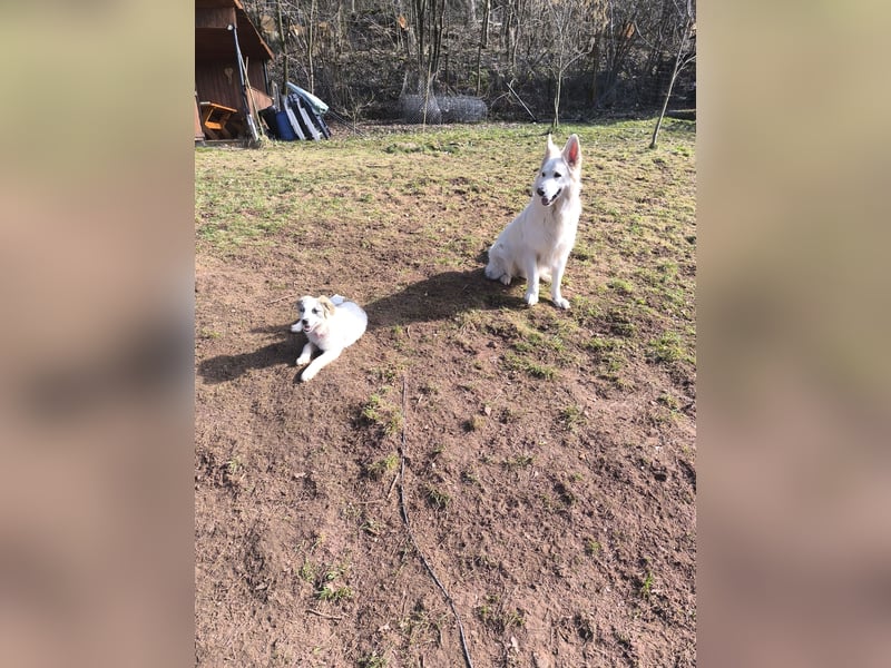Schweizer Schäferhund Rüde