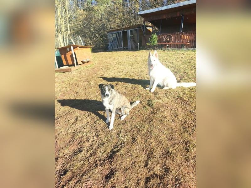 Schweizer Schäferhund Rüde