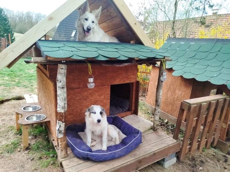 Schweizer Schäferhund Rüde