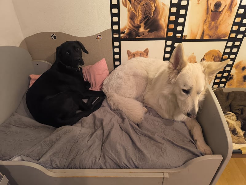 Schweizer Schäferhund Rüde