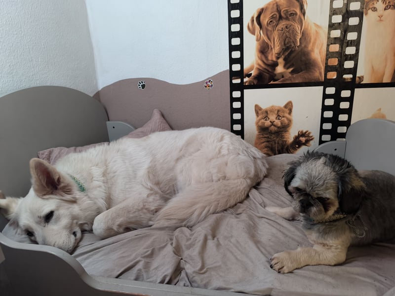 Schweizer Schäferhund Rüde