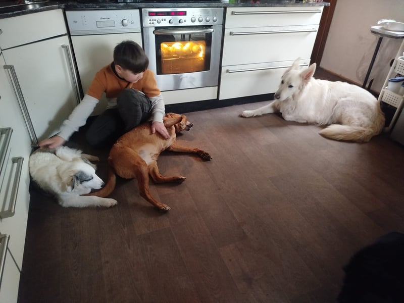 Schweizer Schäferhund Rüde
