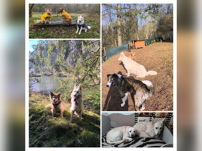 Schweizer Schäferhund Rüde