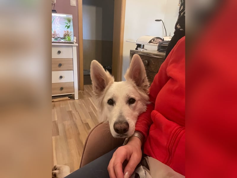 Schweizer Schäferhund Rüde