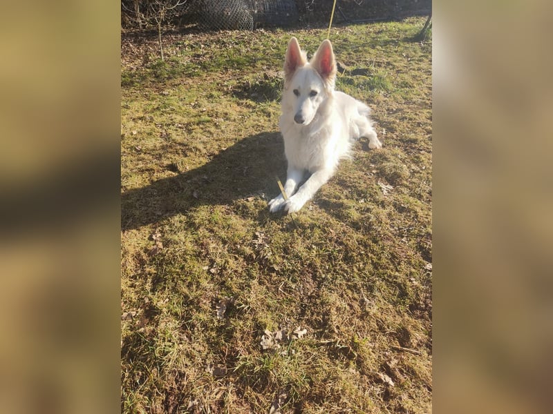Schweizer Schäferhund Rüde