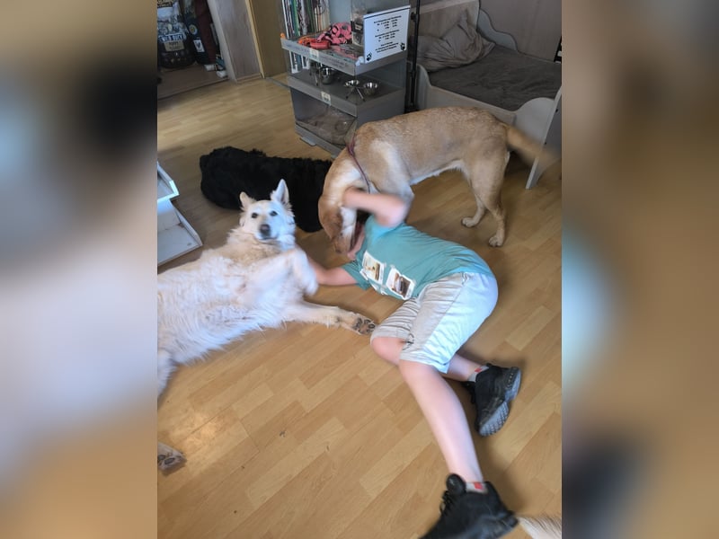 Schweizer Schäferhund Rüde