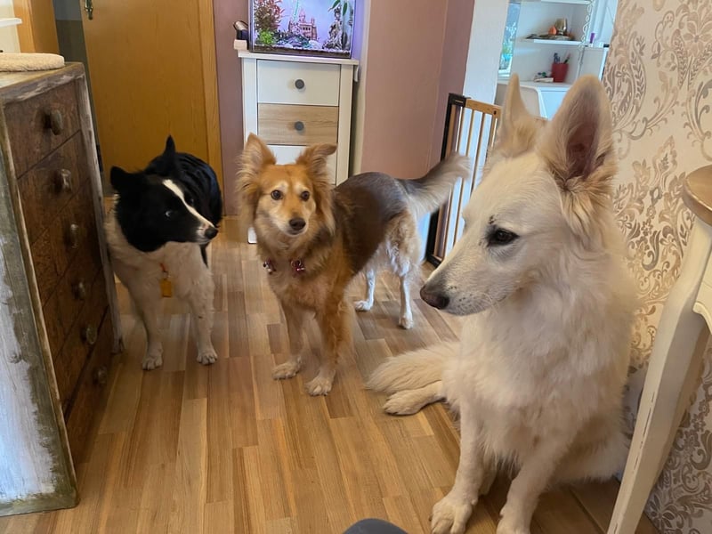 Schweizer Schäferhund Rüde