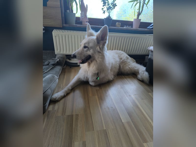 Schweizer Schäferhund Rüde