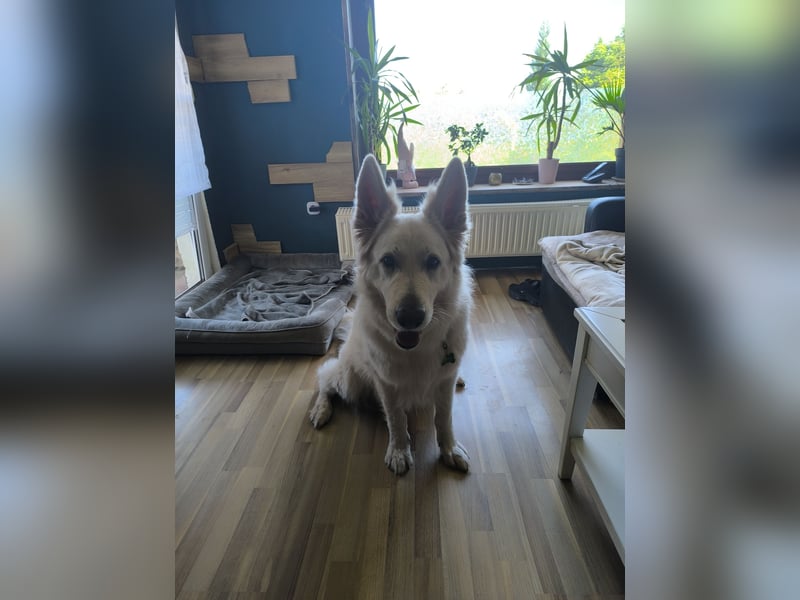 Schweizer Schäferhund Rüde
