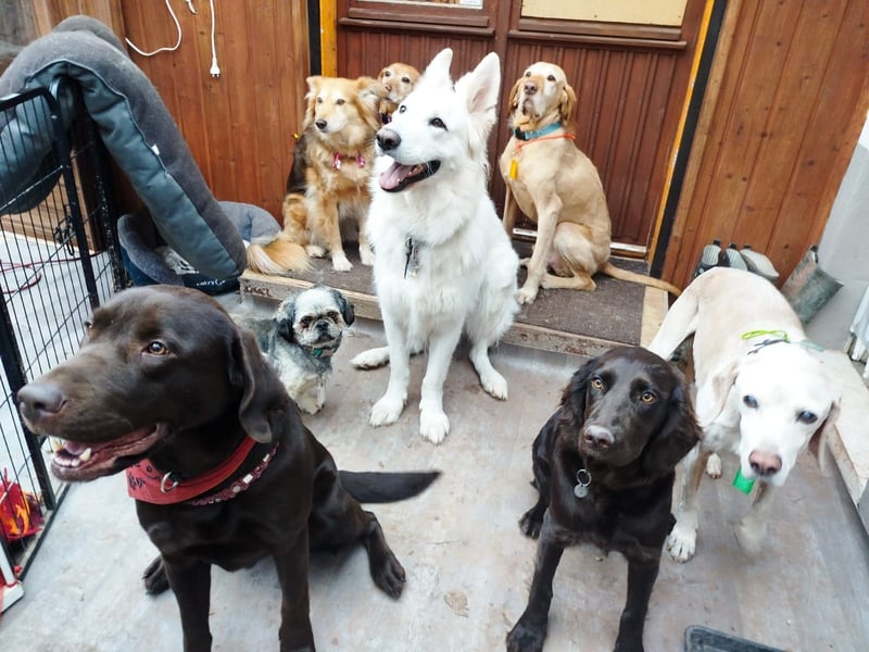 Schweizer Schäferhund Rüde