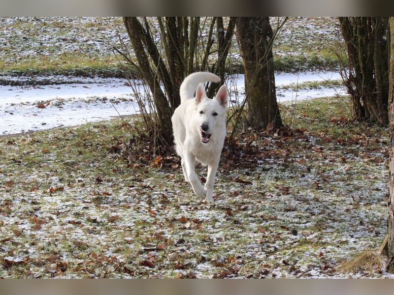 Deckrüde kurzhaar Weißer Schweizer Schäferhund