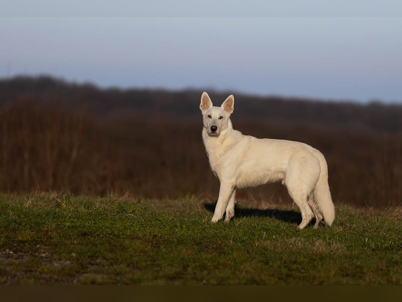 Weiße Schweizer Schäferhund Welpen, Berger Blanc Suisse