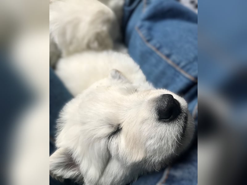 Weisse Schweizer Schäferhunde - Die kleinen Rohdiamanten sind da