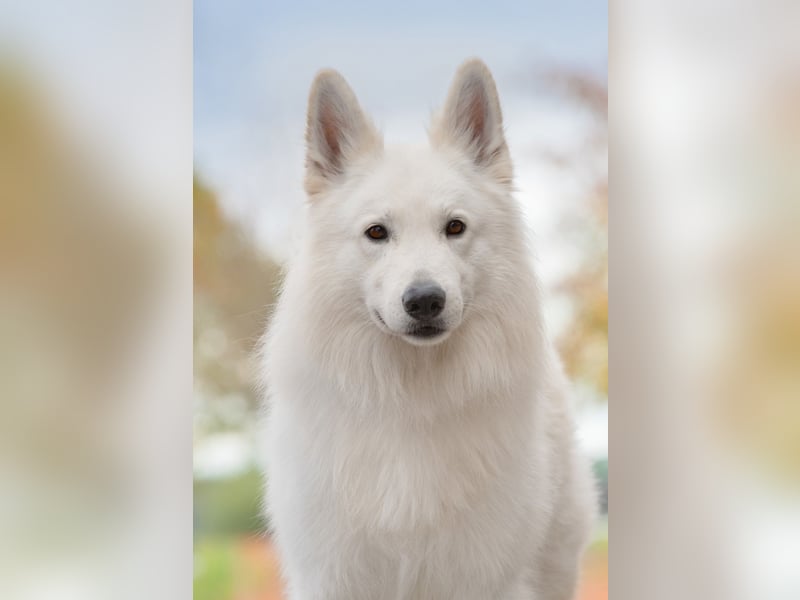 Weisse Schweizer Schäferhunde - Die kleinen Rohdiamanten sind da