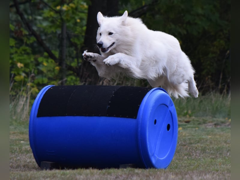 Weisse Schweizer Schäferhunde - Die kleinen Rohdiamanten sind da