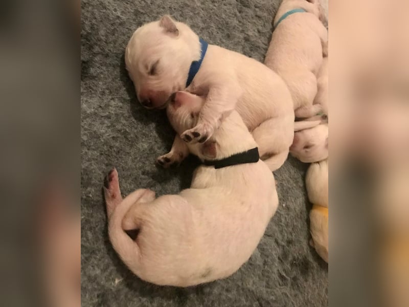 Weisse Schweizer Schäferhunde - Die kleinen Rohdiamanten sind da