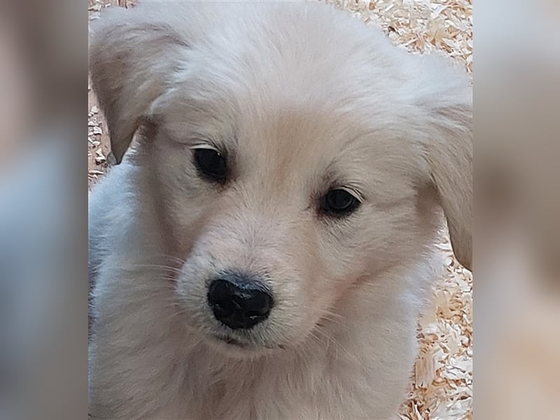Golden Retriever X Berger blanc Suisse