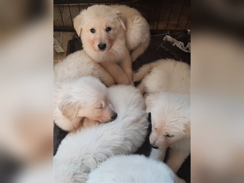 Golden Retriever X Berger blanc Suisse