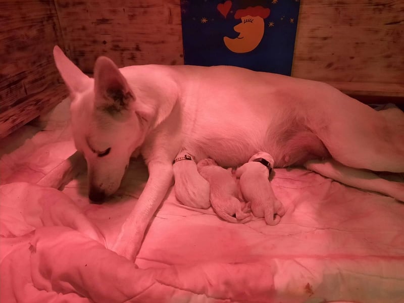weisse Schäferhundwelpen im Mai 2025