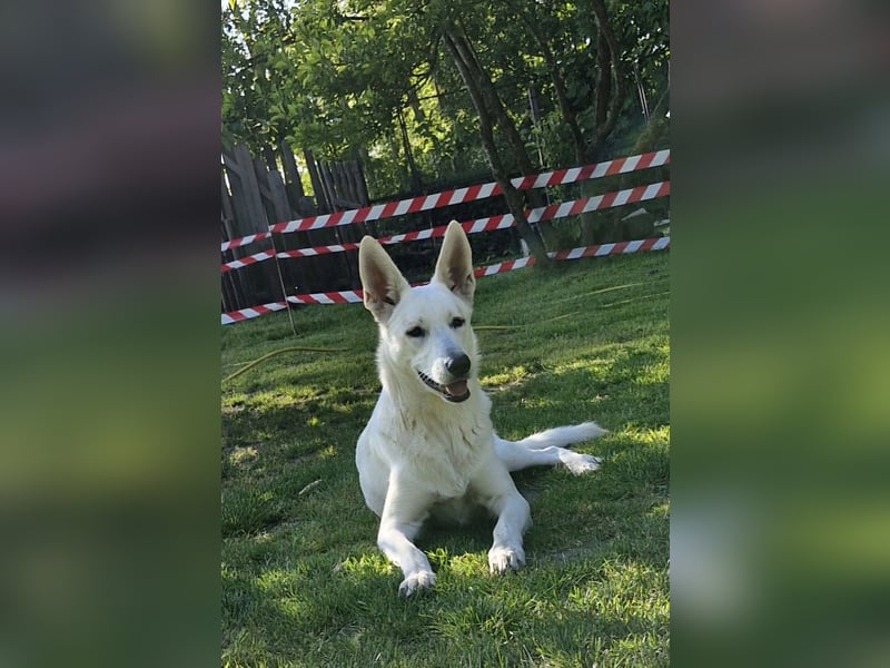 weisse Schäferhundwelpen im Mai 2025