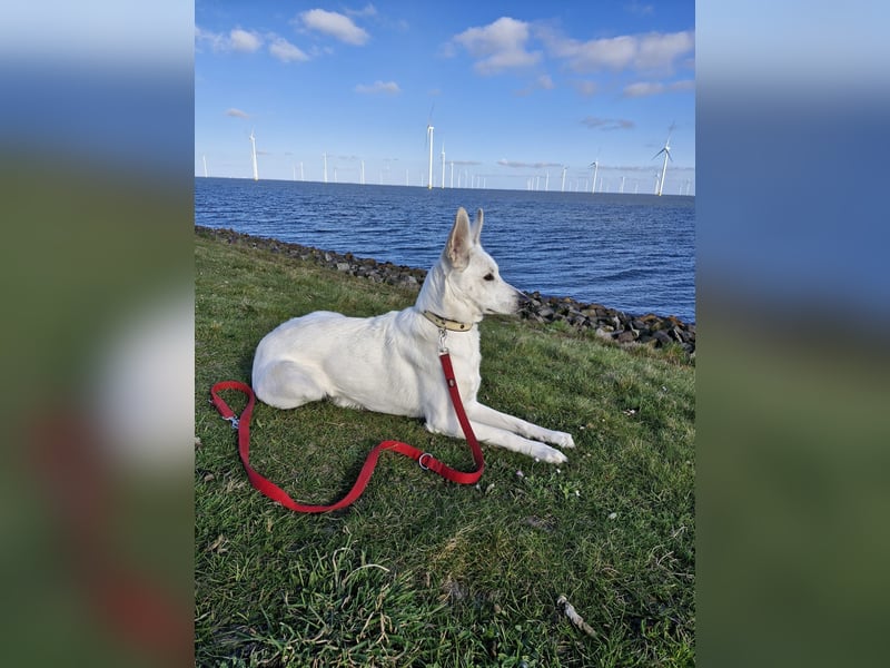 weisse Schäferhundwelpen im Mai 2025
