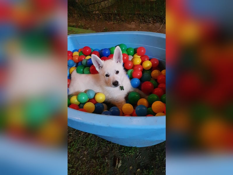 weisse Schäferhundwelpen im Mai 2025