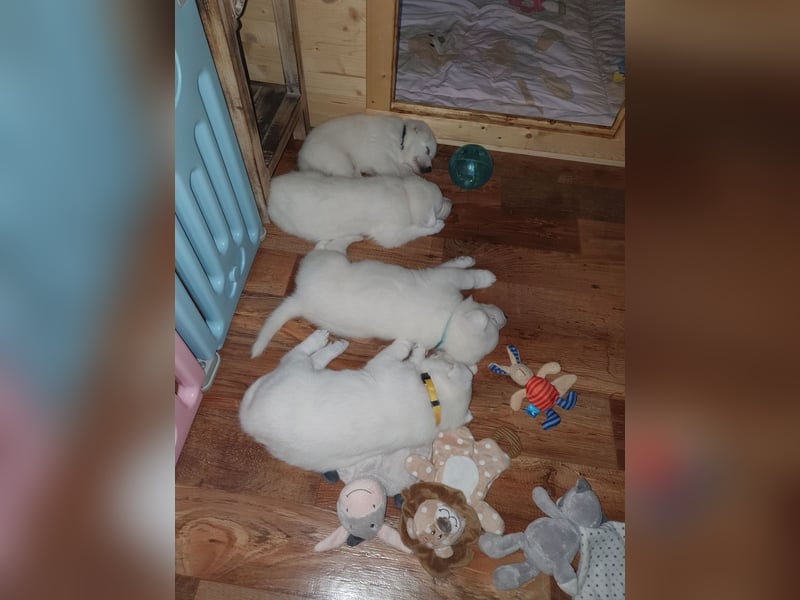 weisse Schäferhundwelpen im Mai 2025