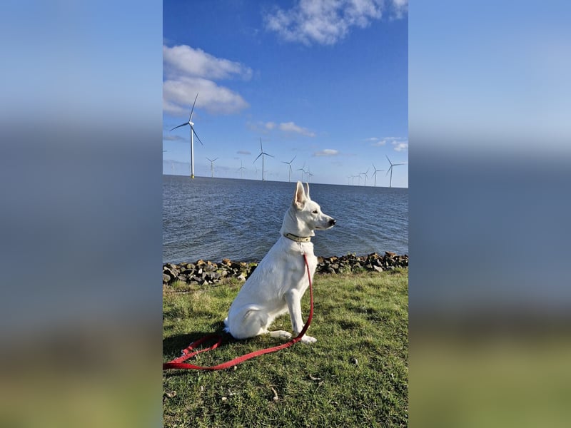 weisse Schäferhundwelpen im Mai 2025