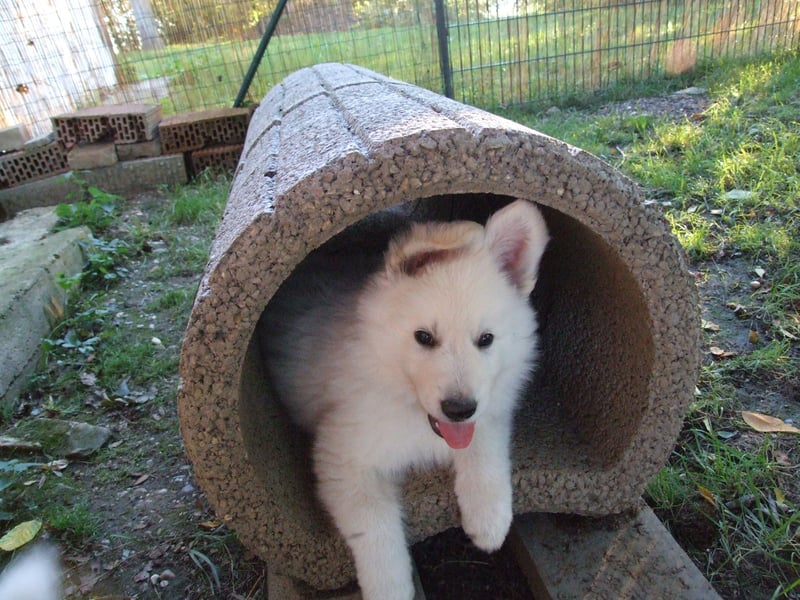 Wurfankündigung April 2025 * Weiße Schweizer Schäferhund Welpen mit Ahnentafel *