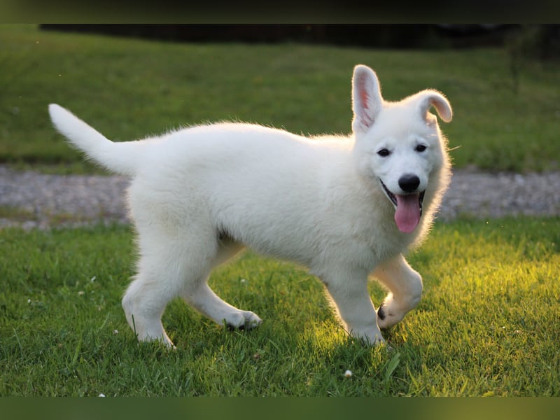 Wurfankündigung April 2025 * Weiße Schweizer Schäferhund Welpen mit Ahnentafel *