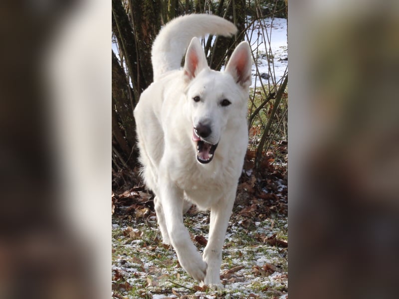 Wurfankündigung April 2025 * Weiße Schweizer Schäferhund Welpen mit Ahnentafel *
