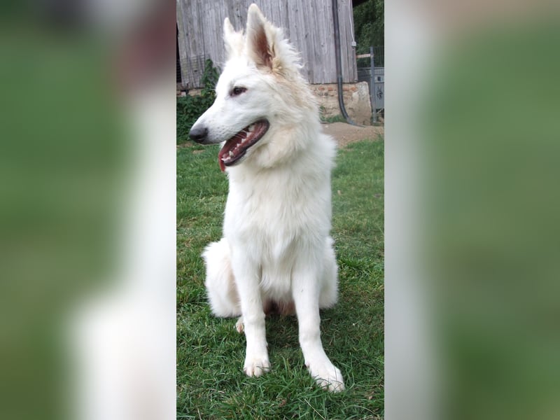 Wurfankündigung April 2025 * Weiße Schweizer Schäferhund Welpen mit Ahnentafel *