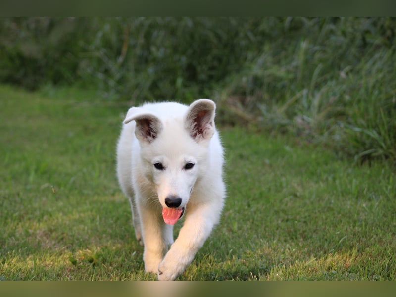 Wurfankündigung April 2025 * Weiße Schweizer Schäferhund Welpen mit Ahnentafel *