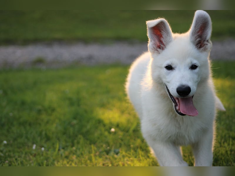 Wurfankündigung April 2025 * Weiße Schweizer Schäferhund Welpen mit Ahnentafel *