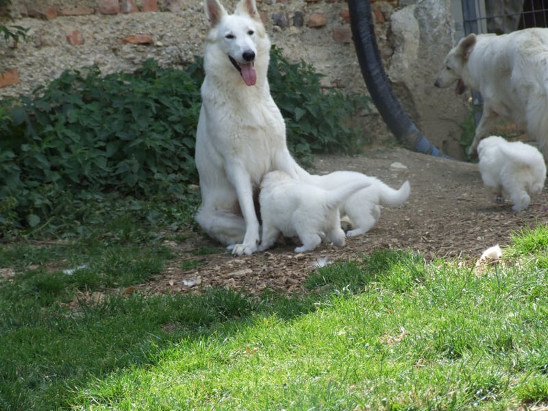 Wurfankündigung April 2025 * Weiße Schweizer Schäferhund Welpen mit Ahnentafel *