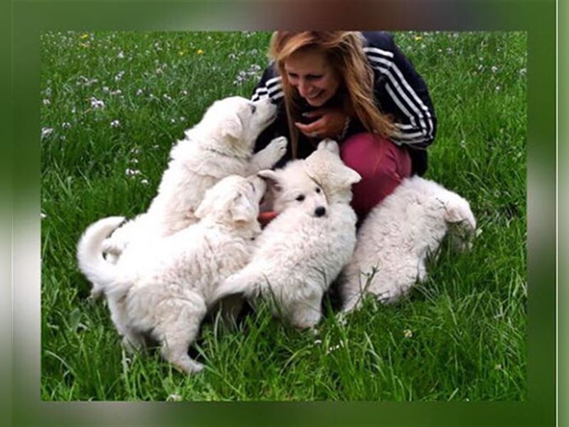 Weisse Schäferhunde Welpen