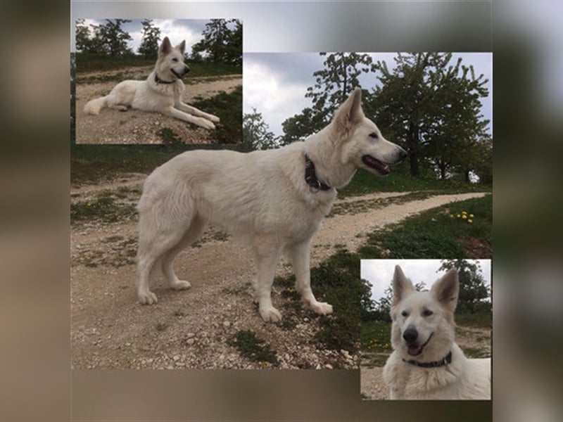Weisse Schäferhunde Welpen