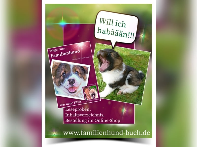 Welpe, Hund, Mischling, Rasse - Erziehung zum Familienhund - einfach gemacht