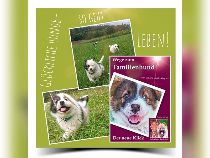 Welpe, Hund, Mischling, Rasse - Erziehung zum Familienhund - einfach gemacht