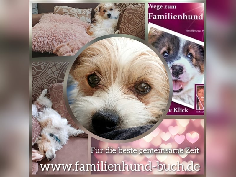 Welpe, Hund, Mischling, Rasse - Erziehung zum Familienhund - einfach gemacht